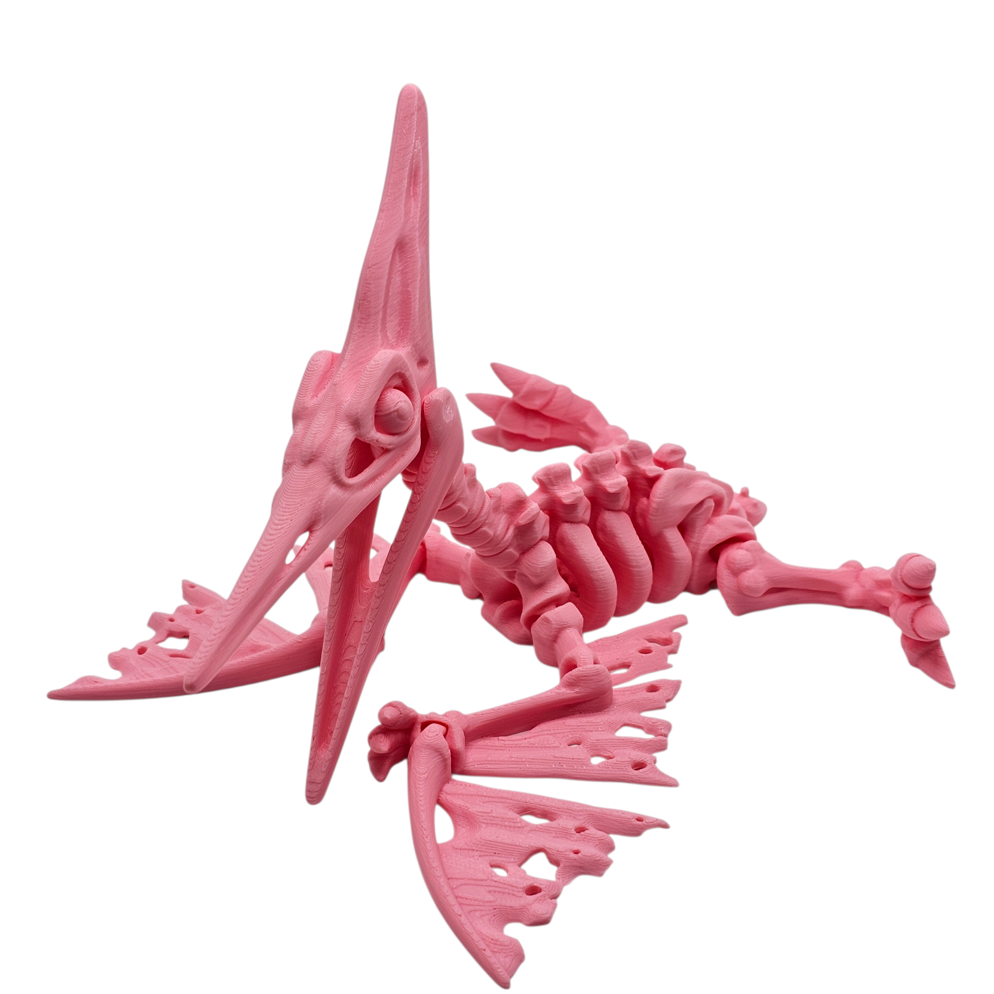 Articulated Skeleton Pterodactyl